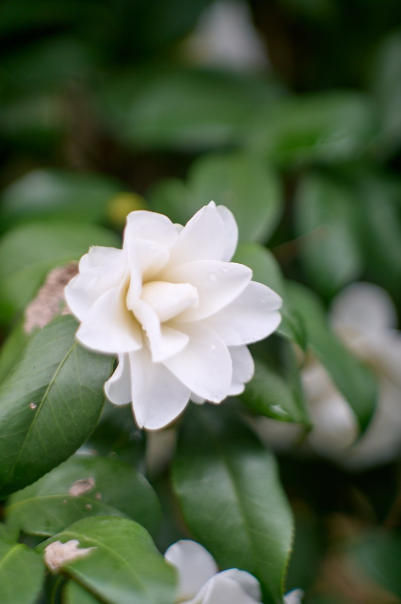 tsurane's tweet photo. 椿
sigma fp L
Jupiter-9 85mm/f2
#jupiter9
#sigma #sigmafpl
#オールドレンズ #oldlens #vintagelens
#NoWar https://t.co/uZVJQHaO0O