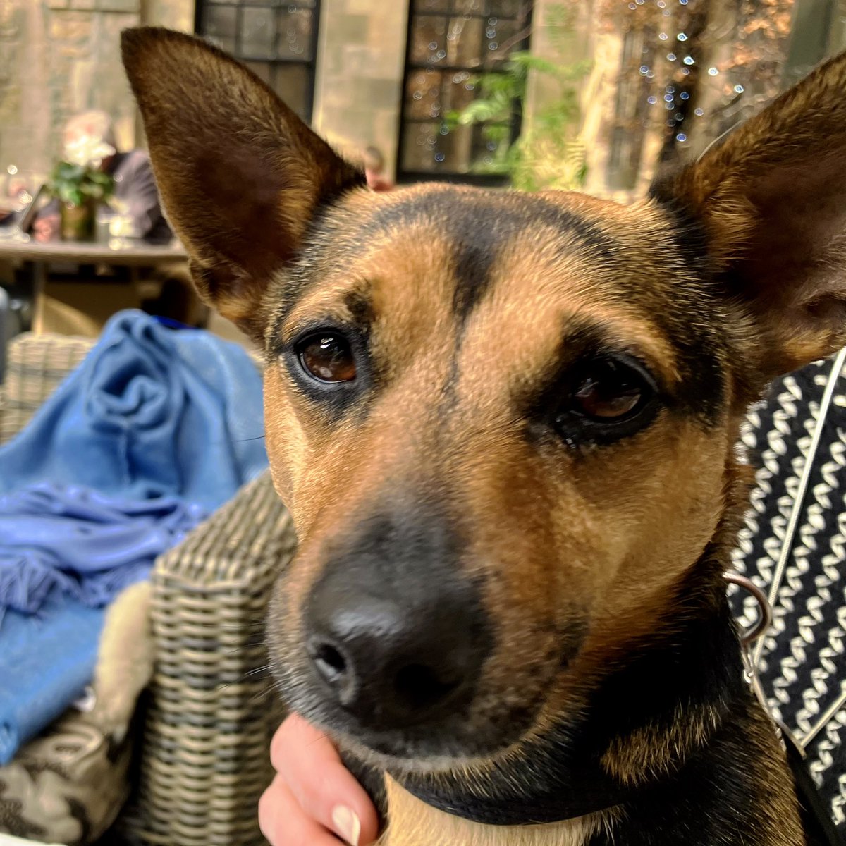 That Flo Woman tweet media