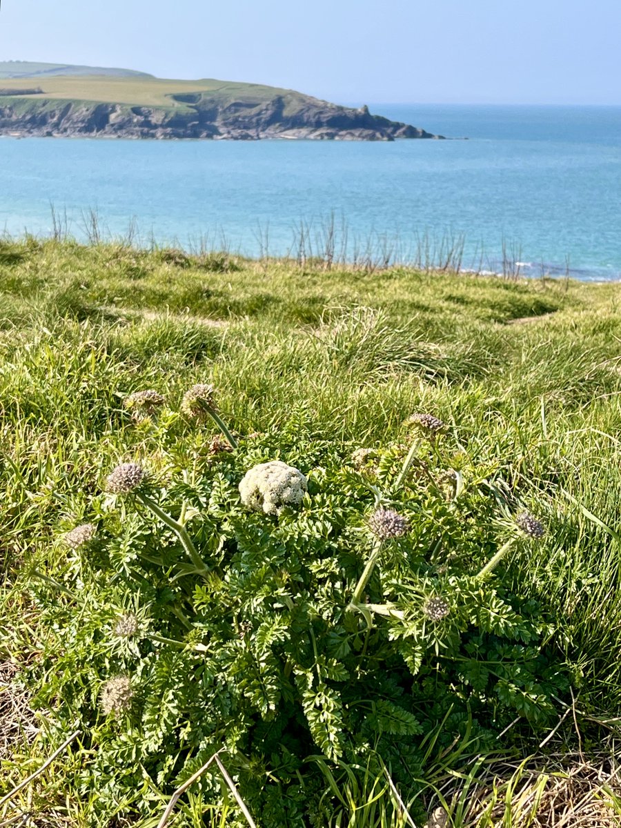 Sylvatica tweet media