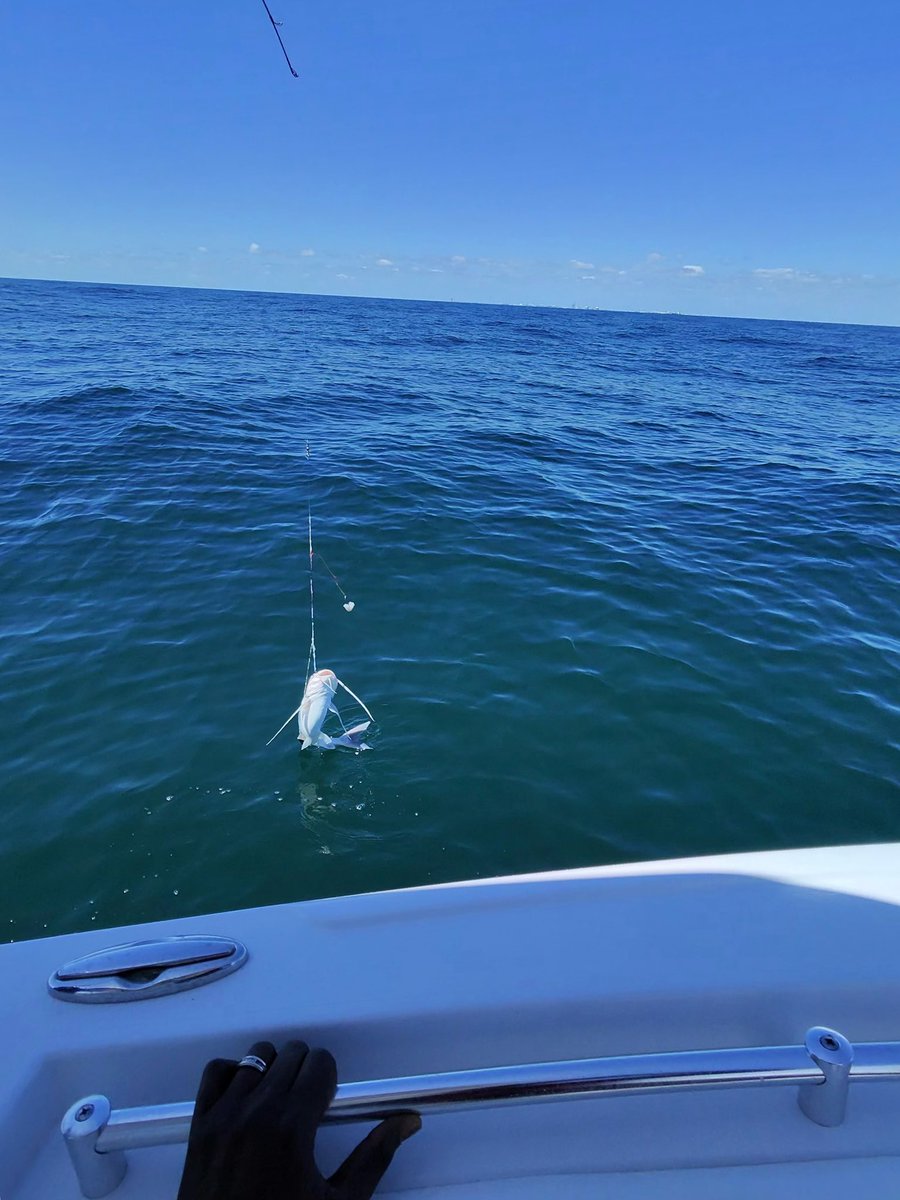 Sgt Show tweet media