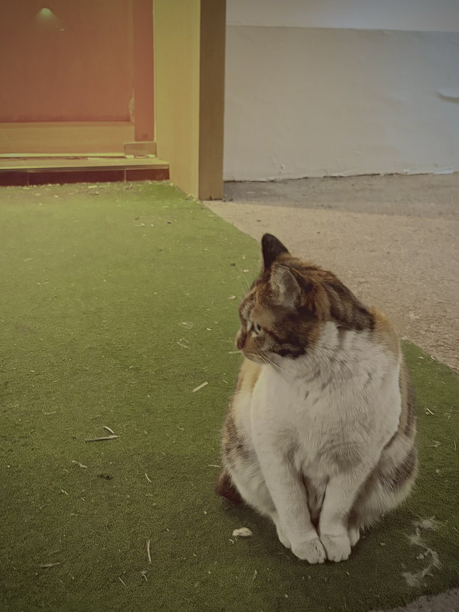 河狸追星星 tweet media