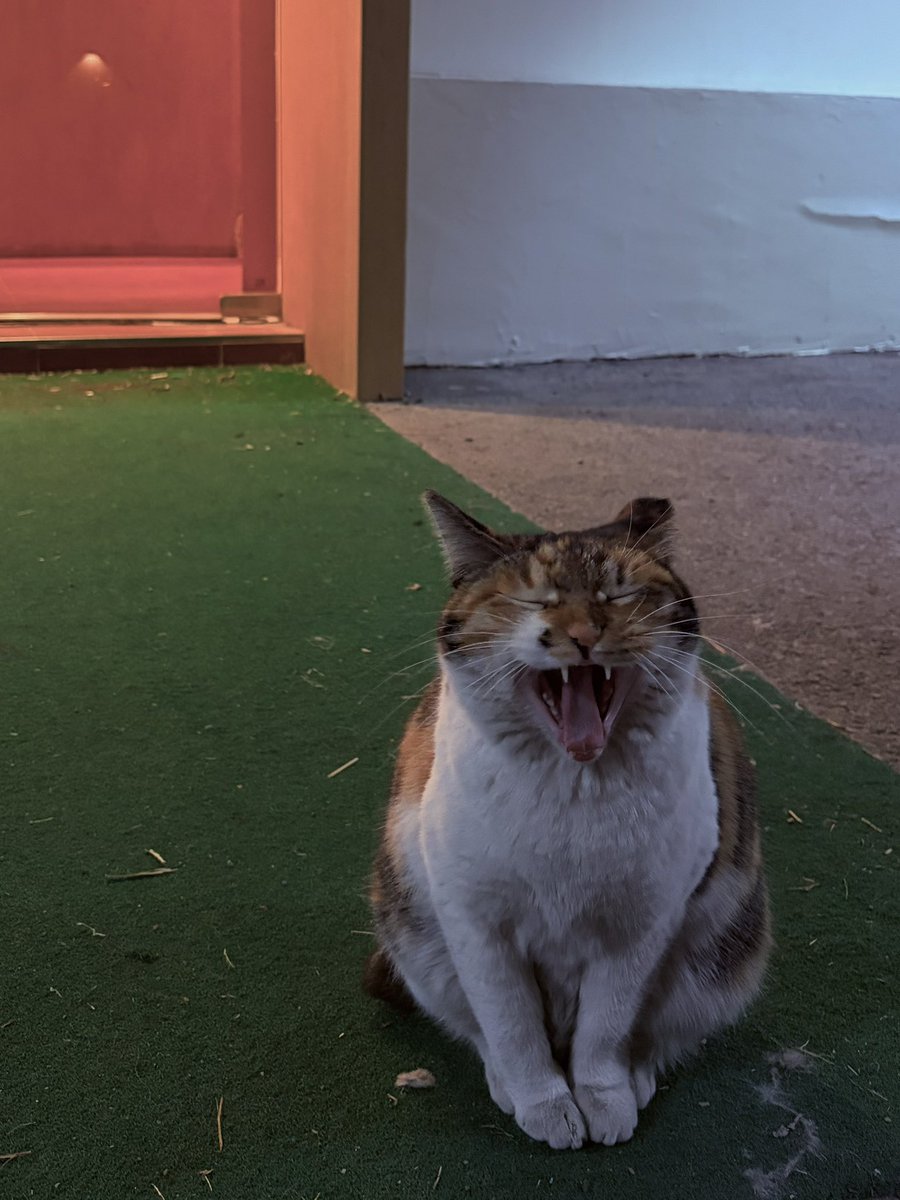 河狸追星星 tweet media