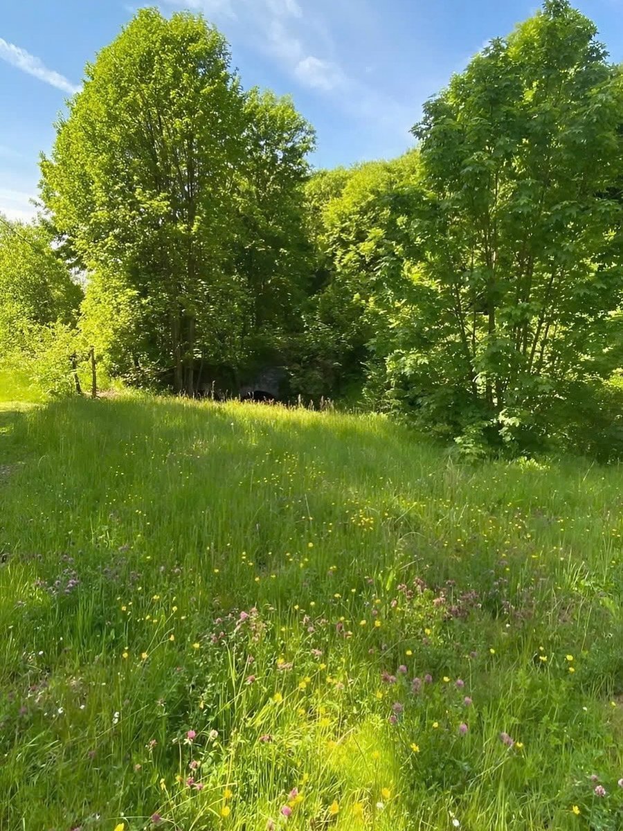 Racheal Adams tweet media