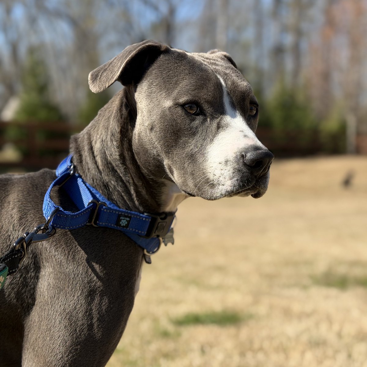 𝗣𝗲𝗻𝗻𝘆 𝗟𝗮𝗻𝗲- Lawn Potato TM tweet media