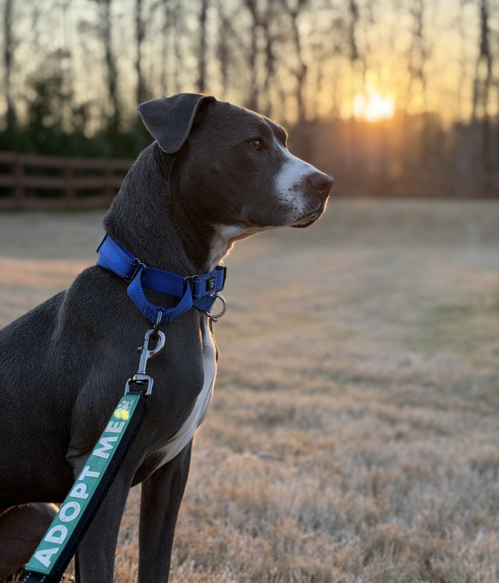 𝗣𝗲𝗻𝗻𝘆 𝗟𝗮𝗻𝗲- Lawn Potato TM tweet media