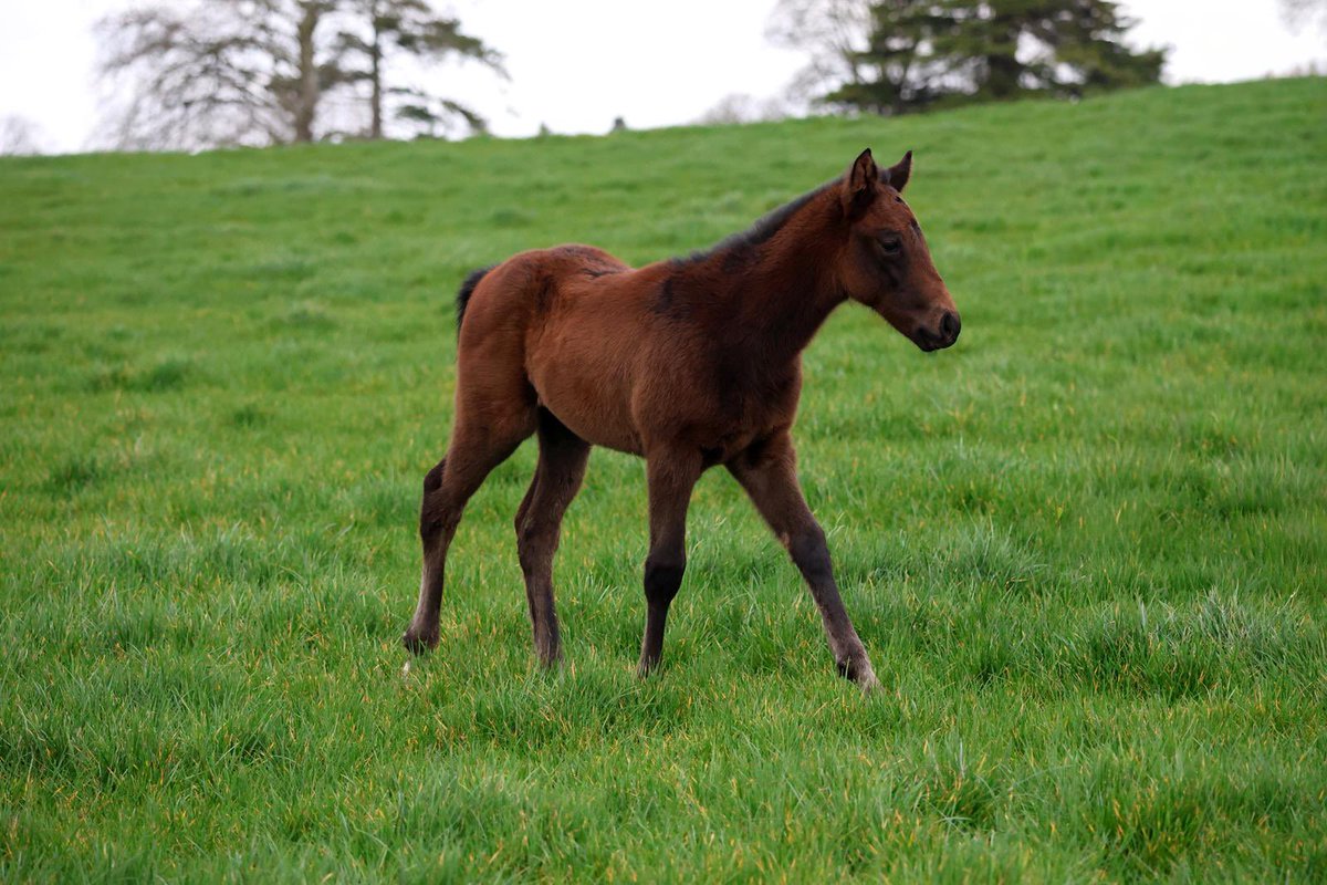 Tally-Ho Stud tweet media