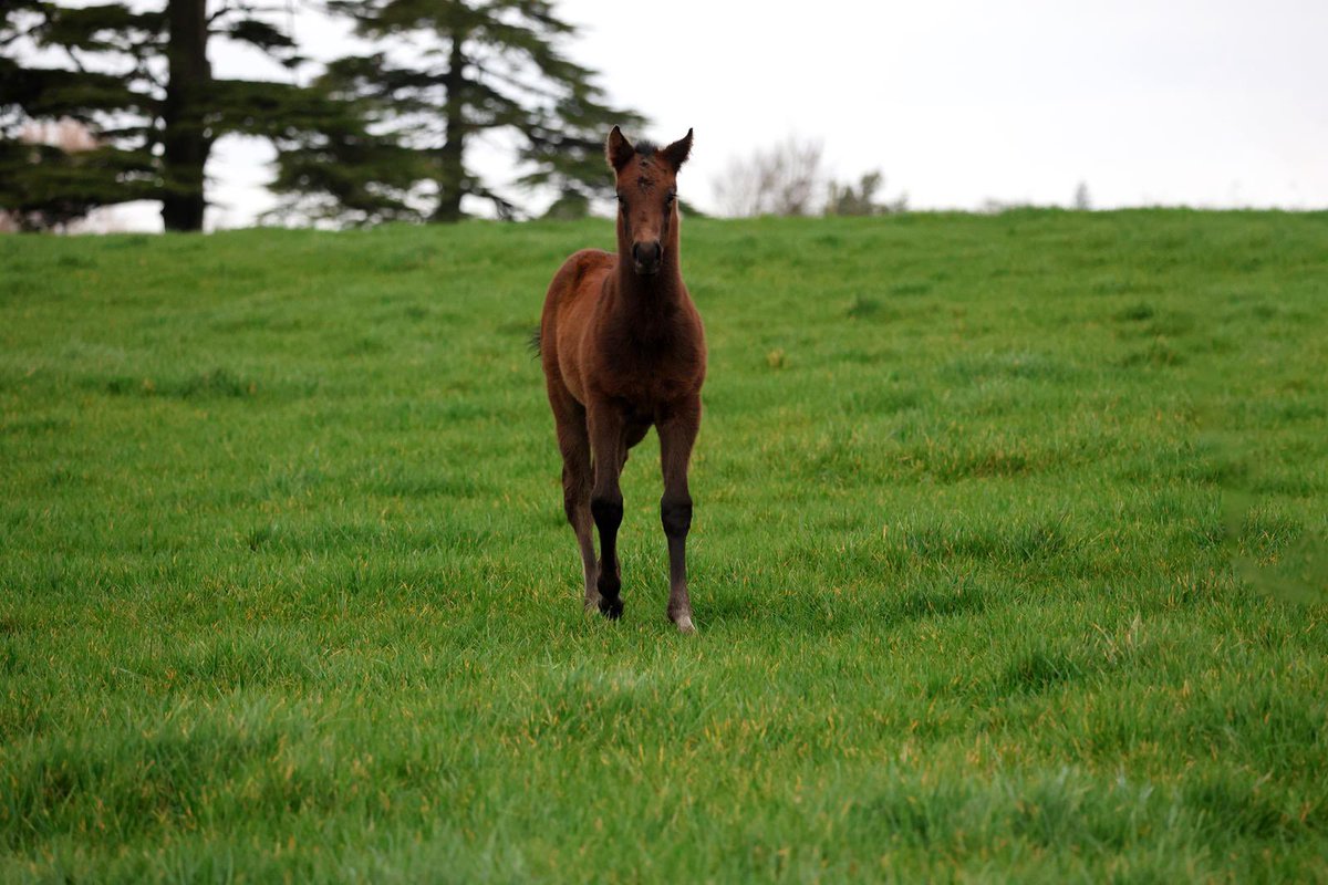 Tally-Ho Stud tweet media