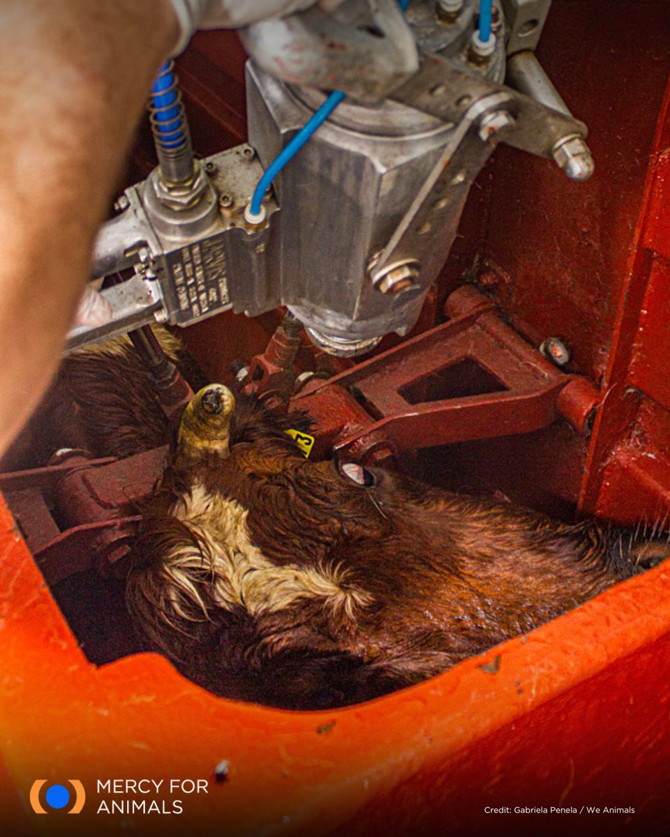 MercyForAnimals's tweet image. This terrified cow is desperately trying to escape from a full-body restraint. These are her final moments. 💔

Small actions create a massive impact for animals. Click the link below to join the movement today.

mercyforanimals.org/HEV/
#FarmedAnimals #Cow #FactoryFarming