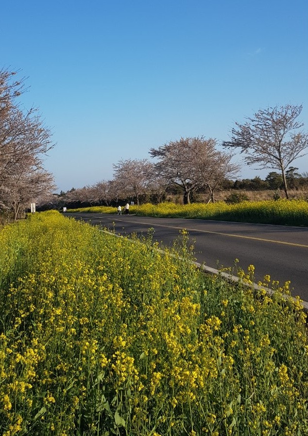 꿈꾸는제주중년BB tweet media