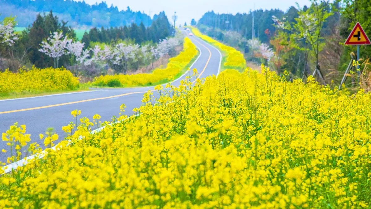 꿈꾸는제주중년BB tweet media