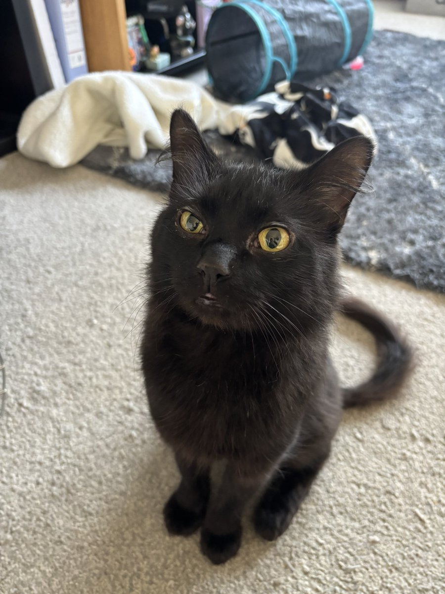 aimeeshikari's tweet photo. the vet nurse said he was the best behaved out of all 3 cats they had in today 🤣 he’s such a softie https://t.co/4ggmgBX2iQ