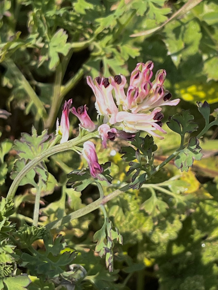 Sylvatica tweet media