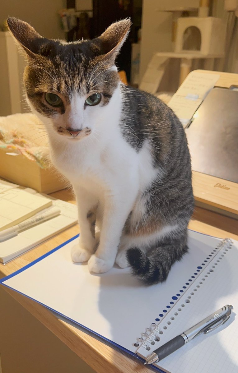 ドーナツてるの tweet media