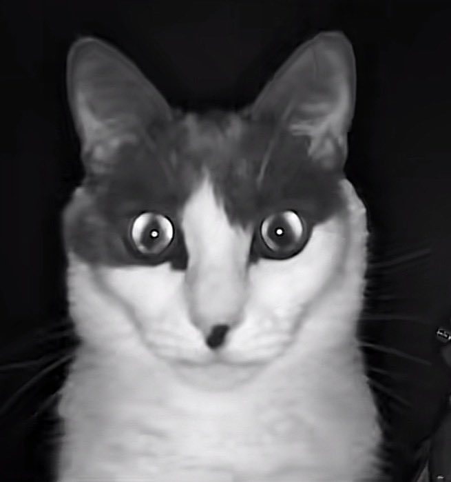 Fan/Levi/Laios 🏳️⚧️❃ tweet media