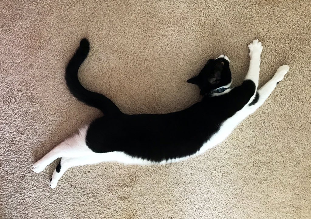 Sophie🐈 Molly🐈 & RIP Boo🐈 tweet media