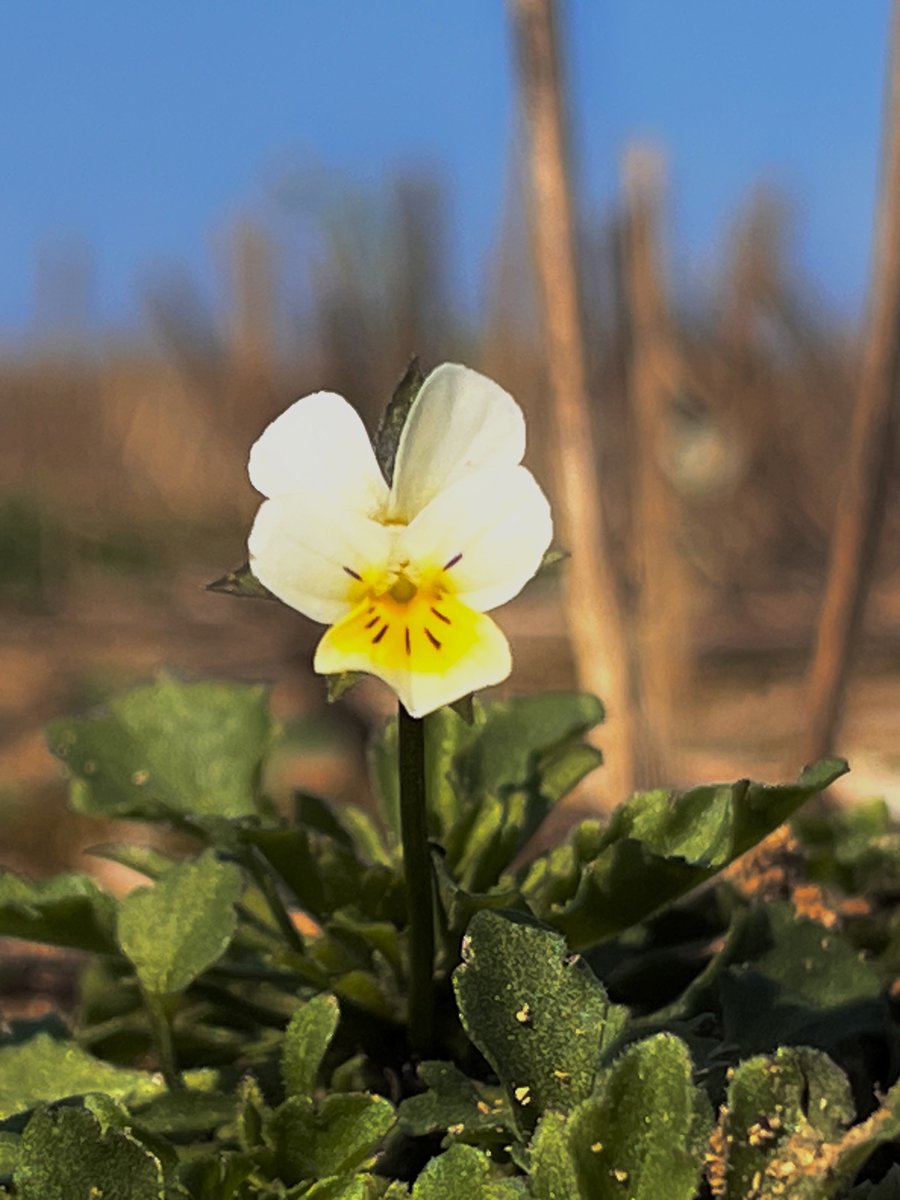 Sylvatica tweet media