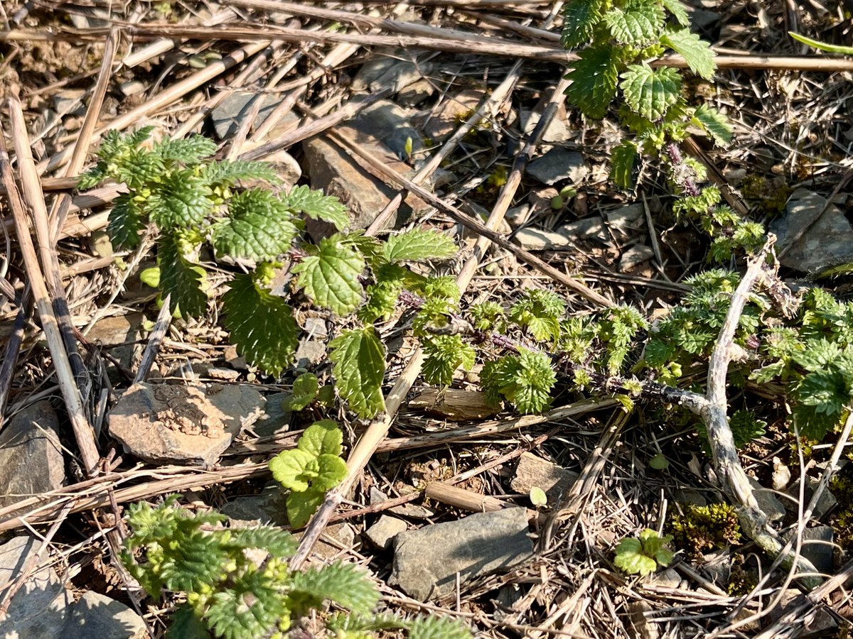 Sylvatica tweet media