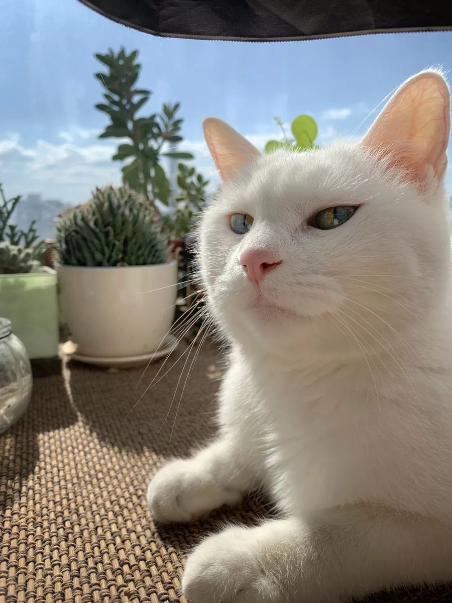 Horace R Robinson tweet media