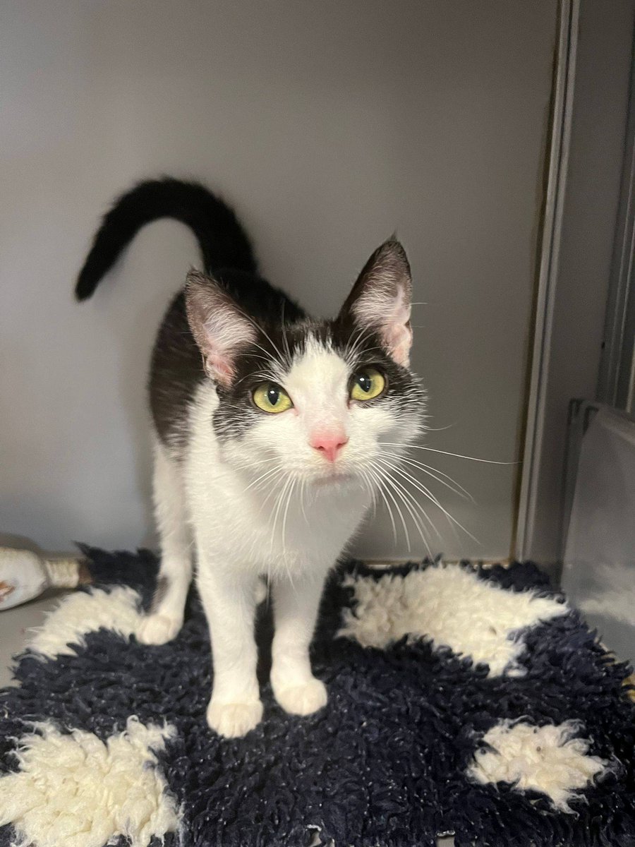 Galway SPCA tweet media