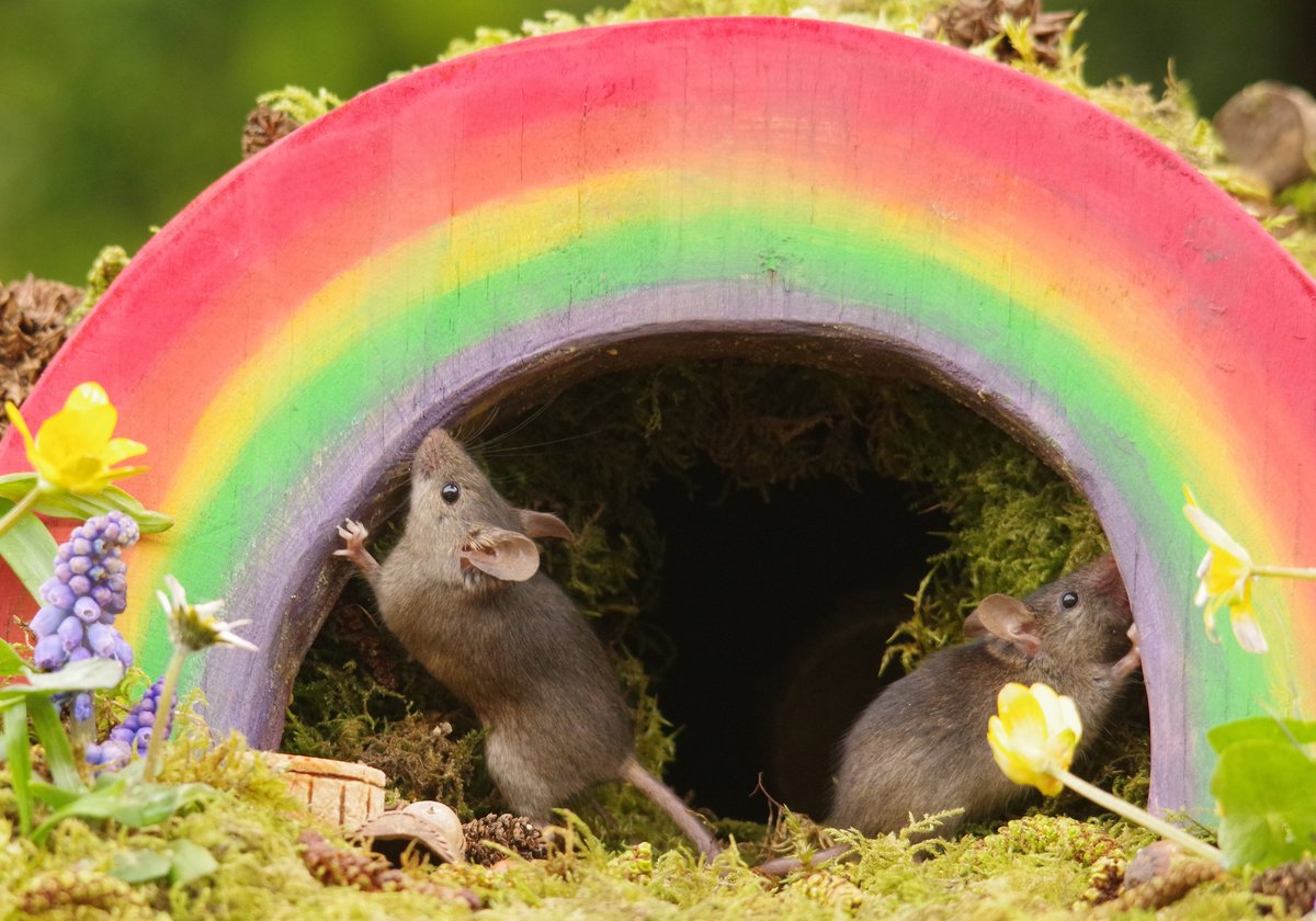 George the Mouse in a log pile house - Simon dell tweet media