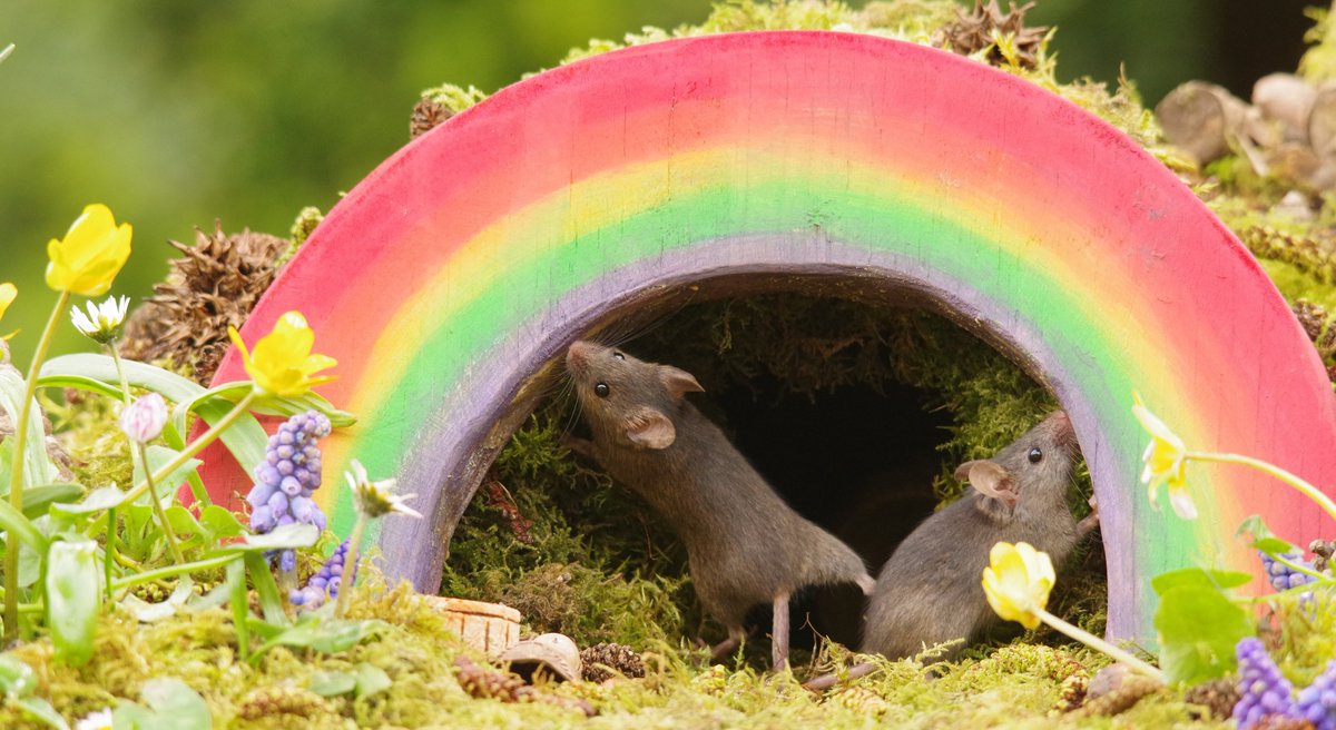 George the Mouse in a log pile house - Simon dell tweet media