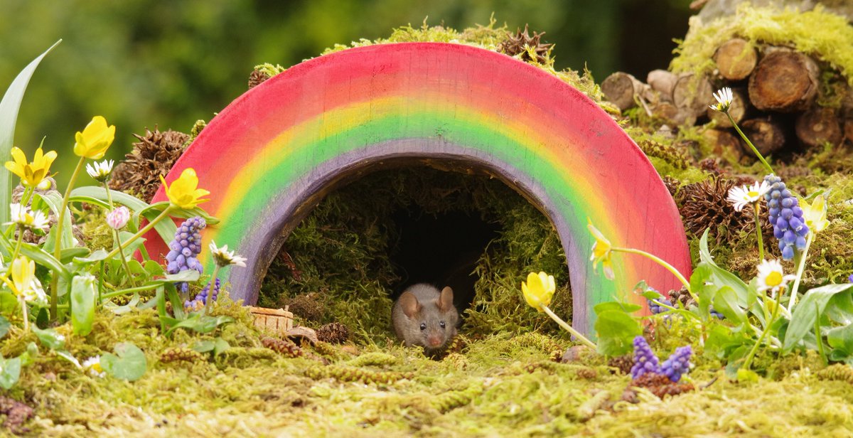 George the Mouse in a log pile house - Simon dell tweet media