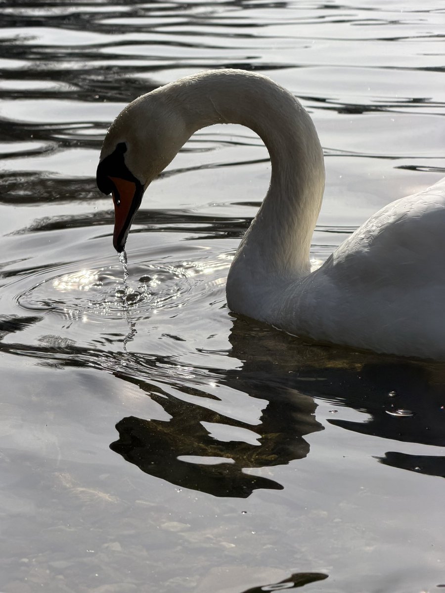 gcorrighan's tweet image. Room with a view!☀️😎🙌
Struck gold with the weather 
#ullswater #waterside