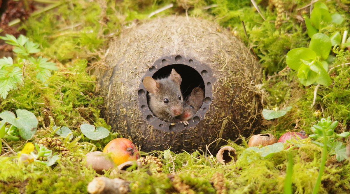 George the Mouse in a log pile house - Simon dell tweet media