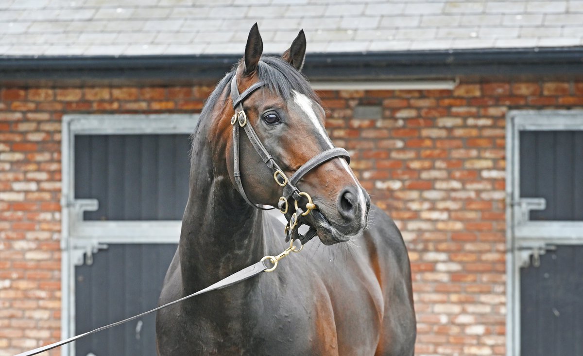 Naas Racecourse tweet media