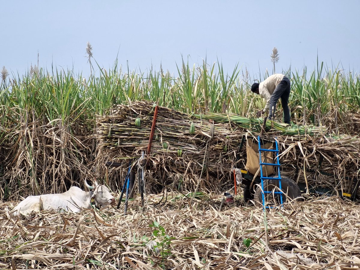 Sugaronline tweet media