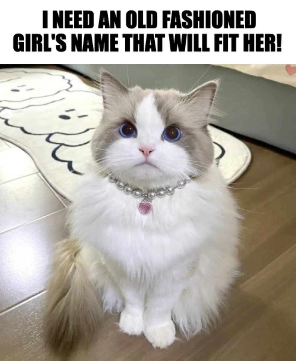 Anti Woke Memes tweet media