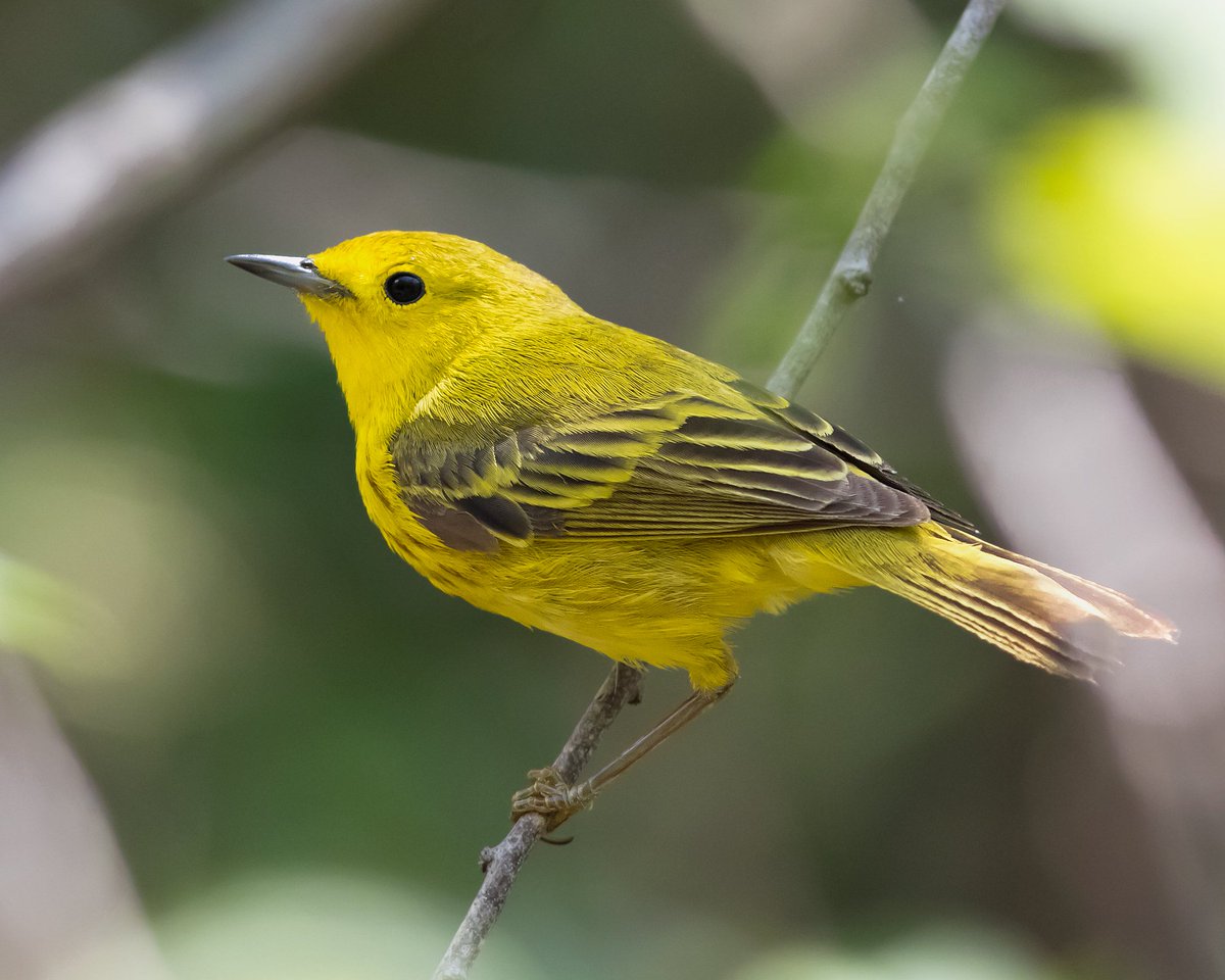 Smithsonian Migratory Bird Center tweet media