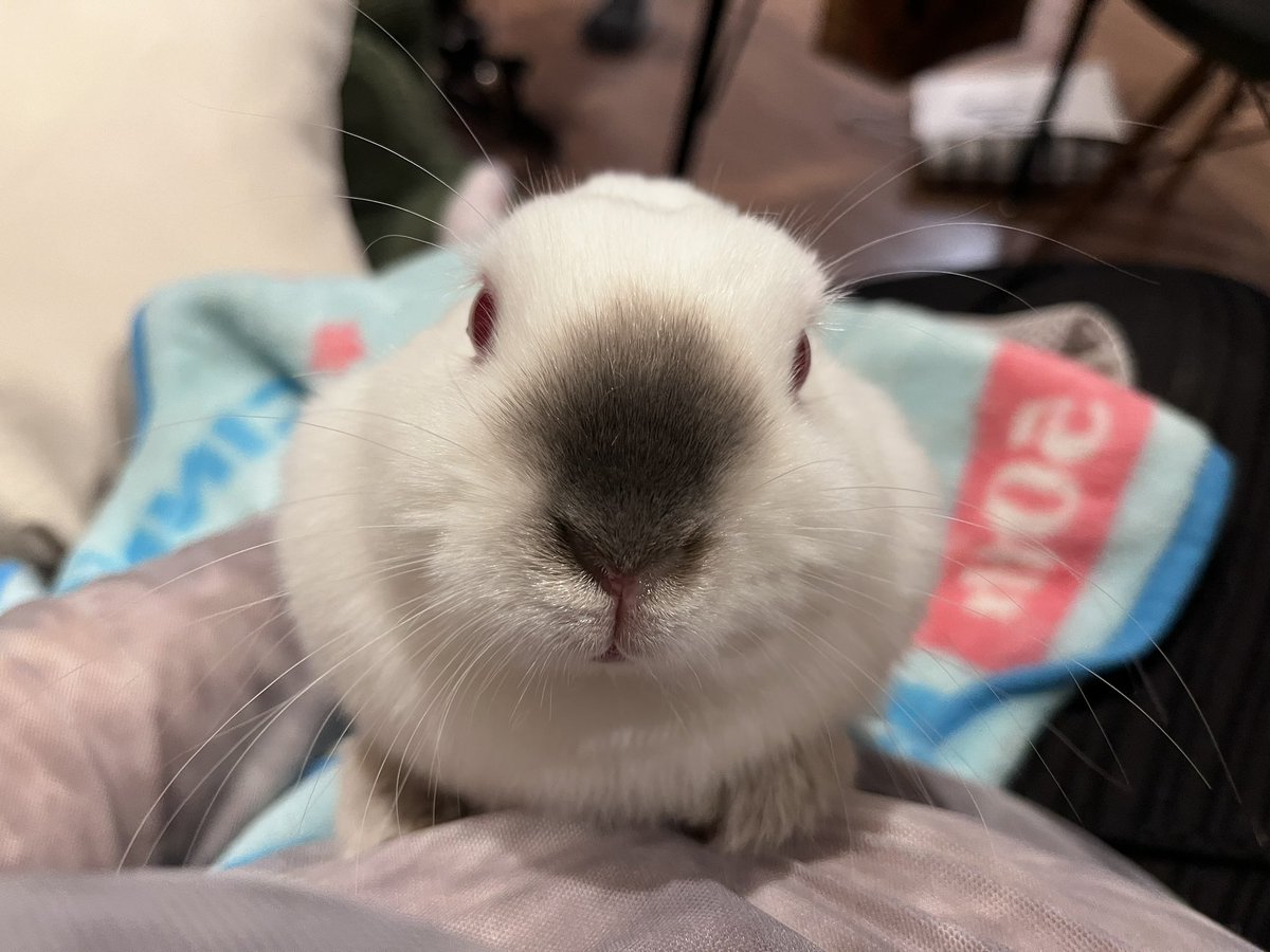 ๐ ้ฆใกใใ ๐ tweet media