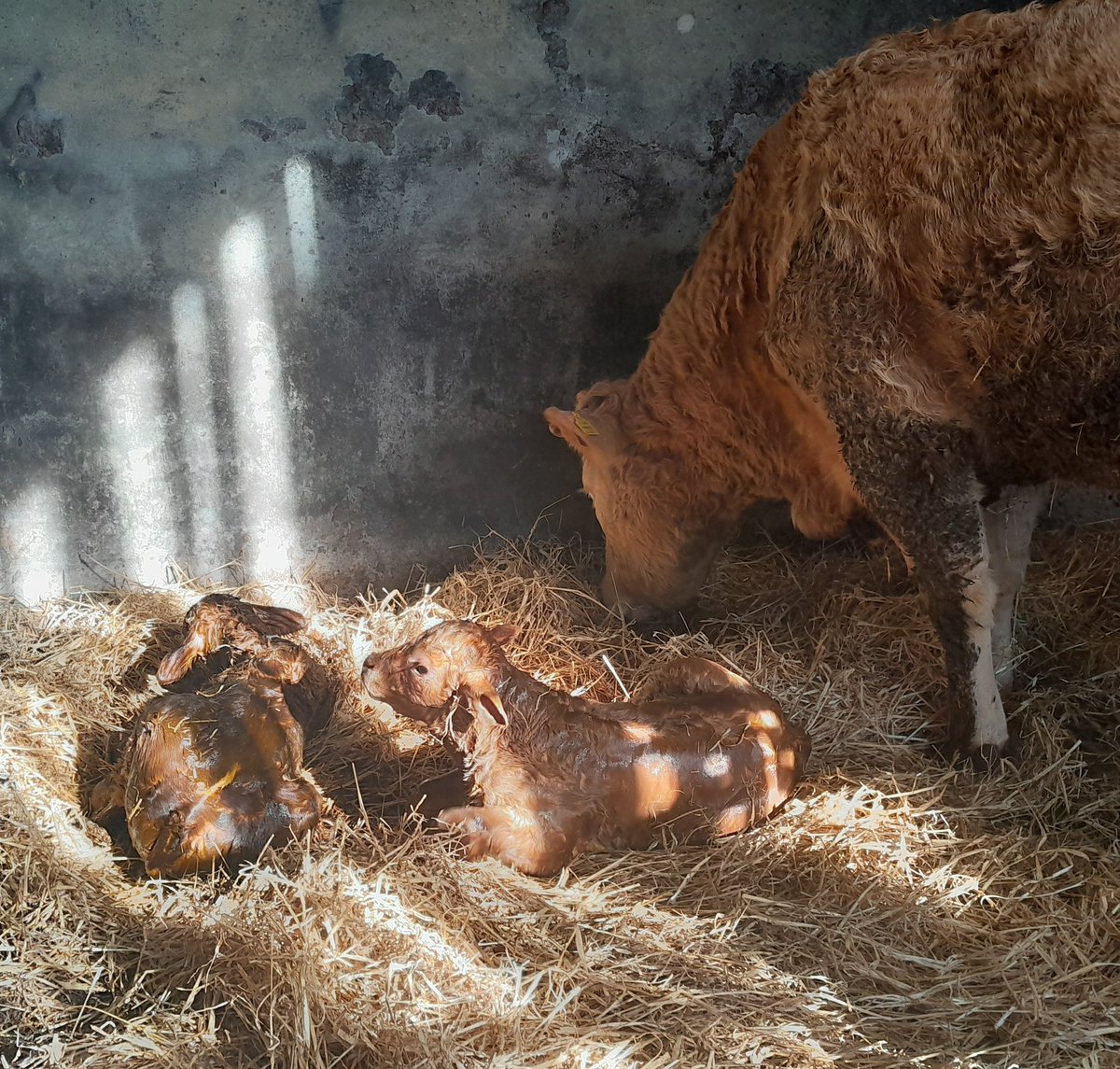 Karen McCabe tweet media