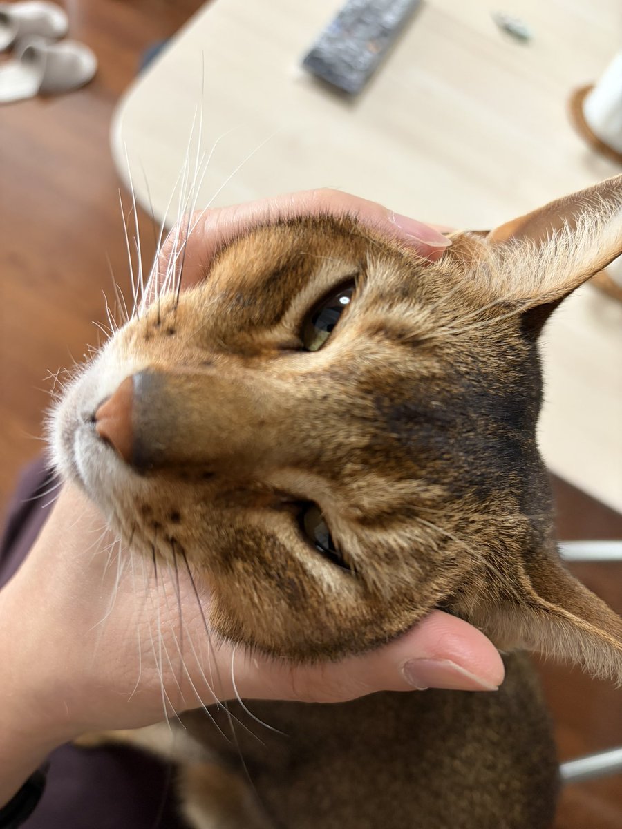 tktk / てけてけ / primeNumber SRE tweet media