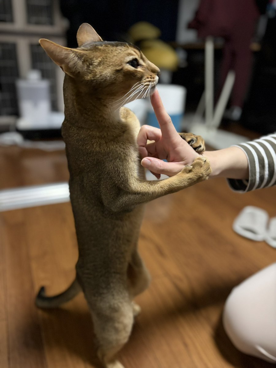 tktk / てけてけ / primeNumber SRE tweet media