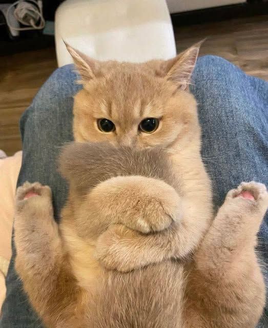 Cats all the way tweet media