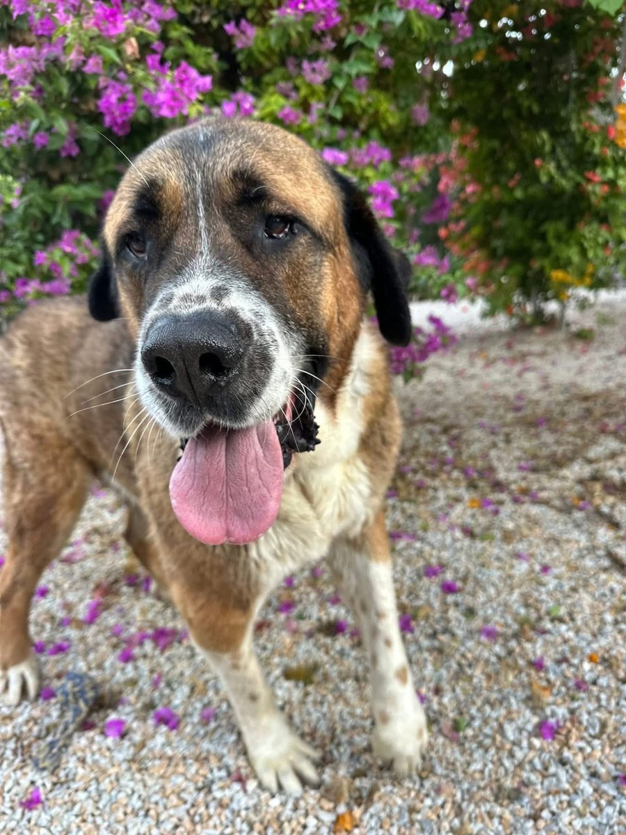 Galgos del Sol tweet media