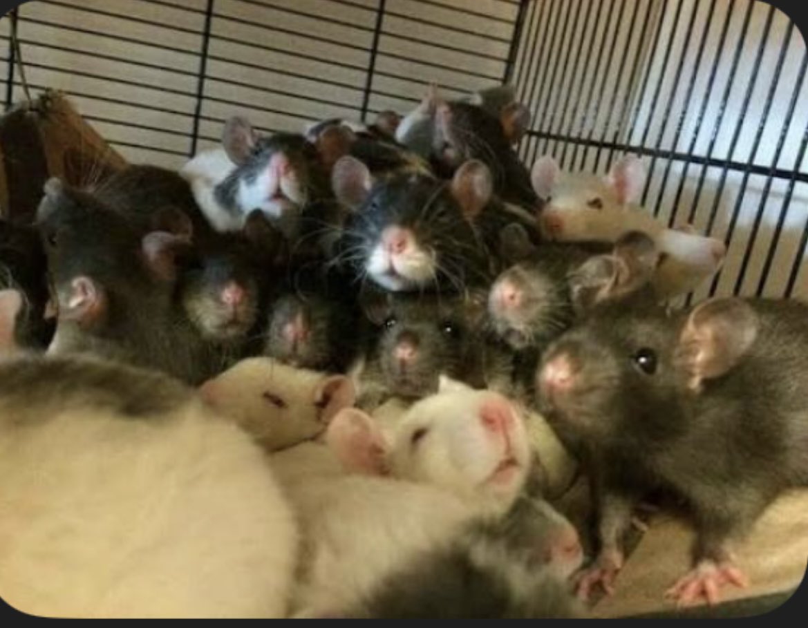 kingofalldicks1's tweet photo. The #sjarmy gathering to watch @shalomshuli morning show about amputees and the mentally challenged. https://t.co/zPqA26gQ3v