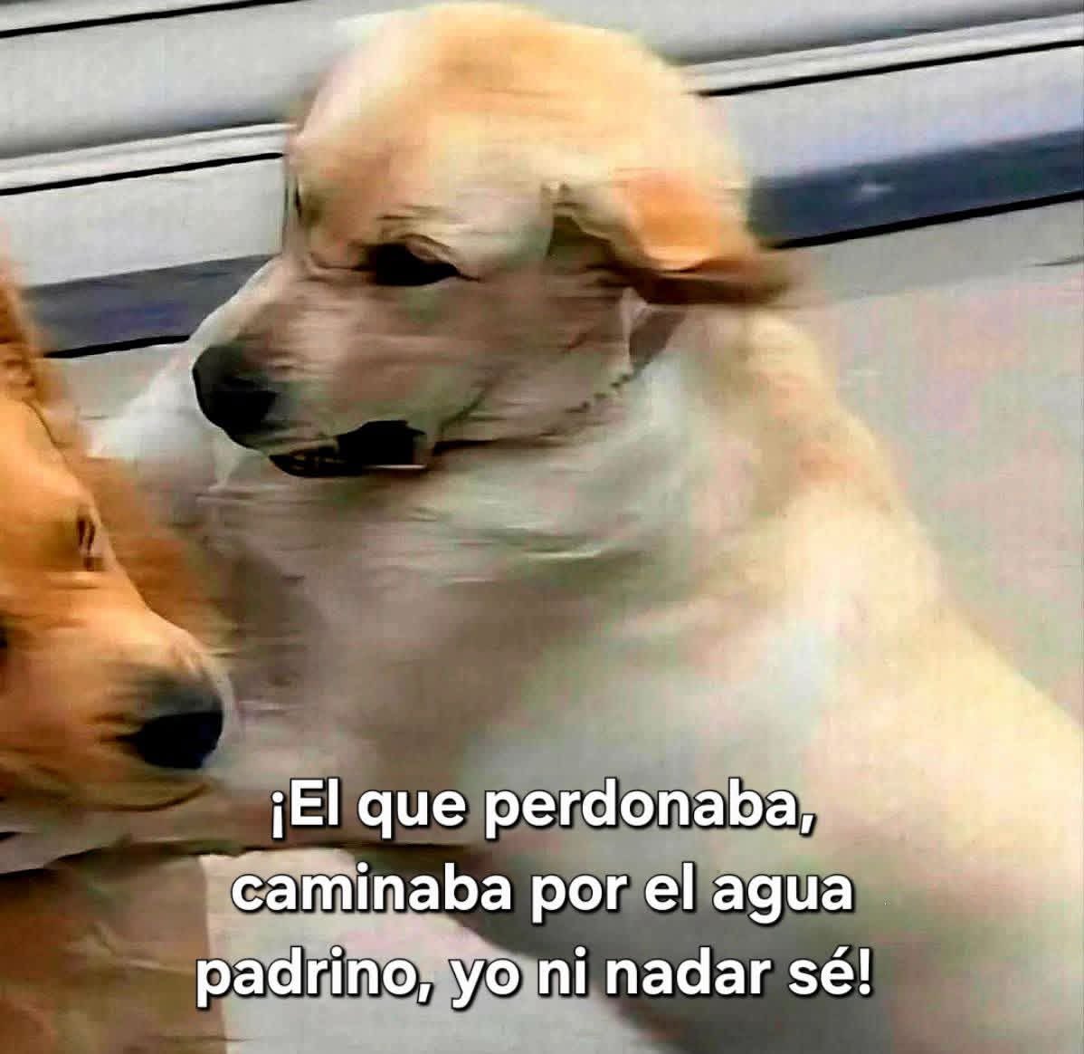 Dilo con perritos tweet media