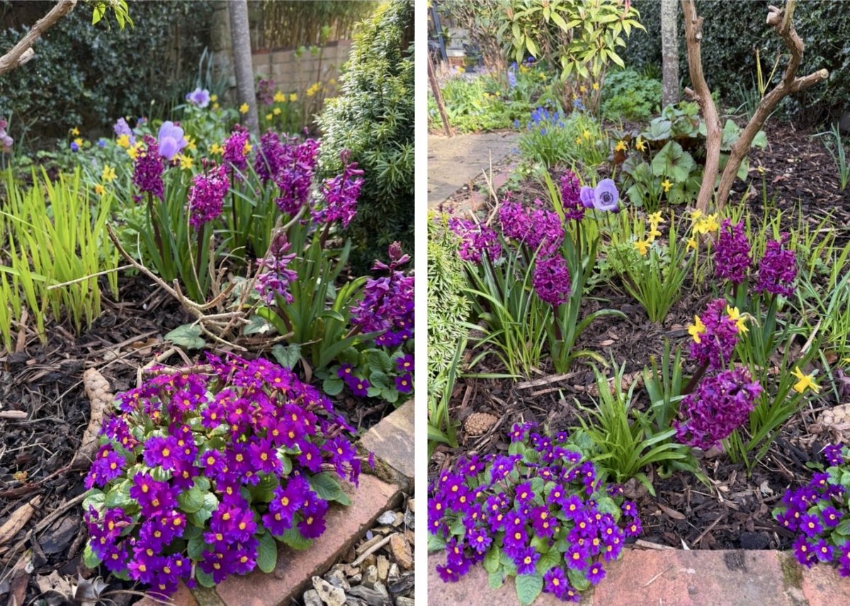 Walnut Kitchen Garden 🌶🫑🌼🍅🥦🌸🫐🍒🌿 tweet media