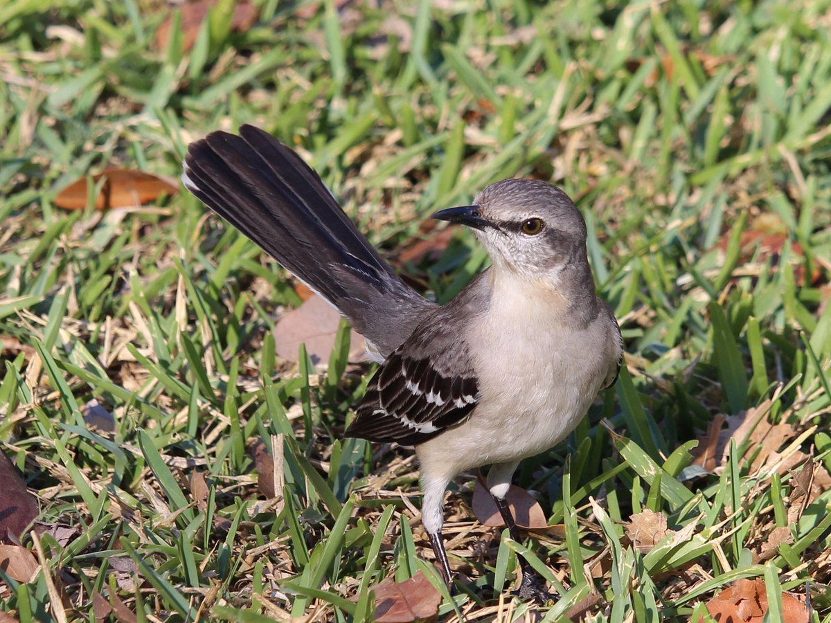 OLLUnivSATX's tweet photo. First light of spring, and campus is already coming to life 🐿️🌸🌿
 Our tiniest residents showed up to welcome the season —tiny feet, bright feathers, and unstoppable spring vibes! ☀️🦆🐦

#HappyFirstDayOfSpring #OLLUCampus https://t.co/w7CB1g5BcO