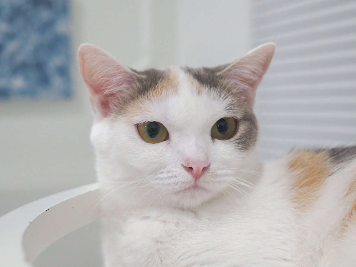 Keam🎈 tweet media