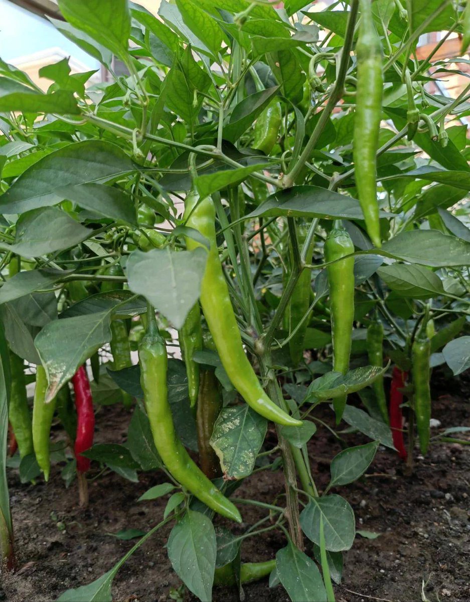 MAHAMANE ALMOUDOU tweet media