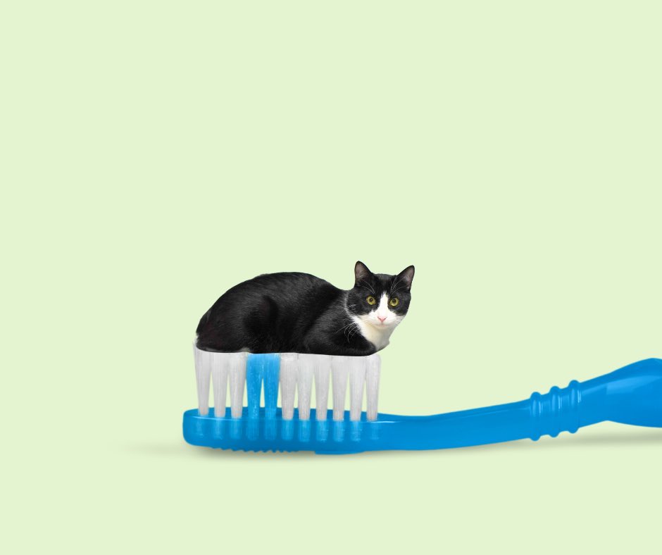 ハチワレ猫しゃち tweet media