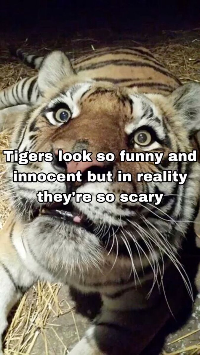 Tiger🐯🐅 tweet media