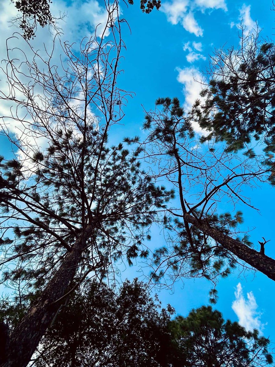 Ny'Vaunie Iye'Zahnn tweet media