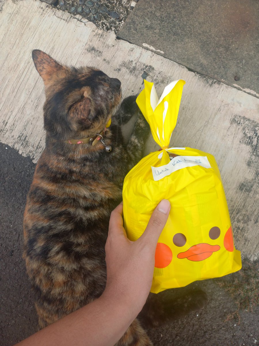 Dikta | Pet Sitter Services 🐈🐕🦺 tweet media