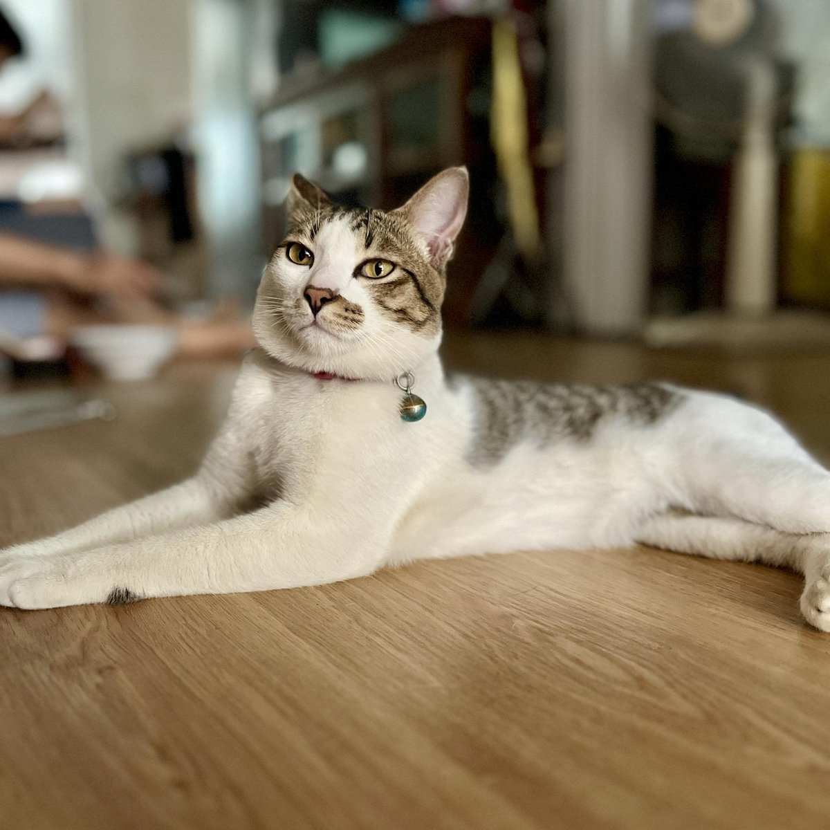 translated cats tweet media