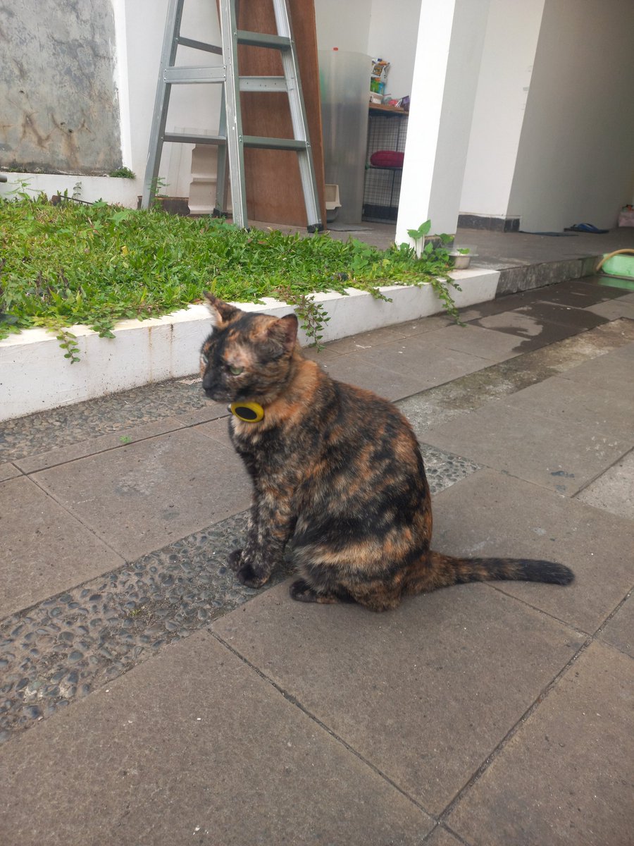 Dikta | Pet Sitter Services 🐈🐕🦺 tweet media